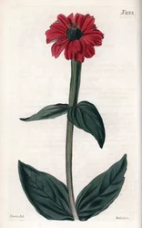 Zinnia har röd blomma. Kopparstick med John Curtis i huvudrollen och gravyr av Weddell, publicerat i "Curtis Botanical Magazine"