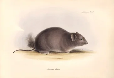 Zoologi: "Arocoma Cuvieri" eller Abocoma de Cuvier beskrevs av Charles Darwin under hans upptäcktsresa ombord på Beagle. Plansch från "The Zoology of the voyage of H.M.S. Beagle under befäl av kapten Fitzroy under åren 1832 till 1836 edit