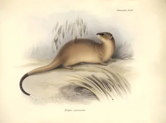 Zoologi: "Didelphis crassicaudata" av familjen opossum som beskrevs av Charles Darwin under hans upptäcktsresa ombord på Beagle. Plansch från "The Zoology of the voyage of H.M.S. Beagle under befäl av kapten Fitzroy under åren 1832 till