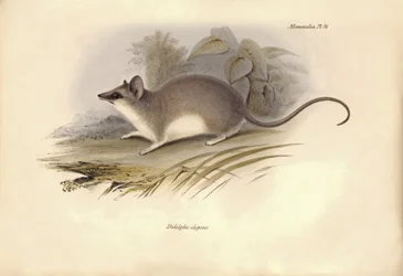 Zoologi: "Didelphis elegans" av familjen pungråttor beskrevs av Charles Darwin under hans upptäcktsresa ombord på Beagle. Plansch från "The Zoology of the voyage of H.M.S. Beagle under befäl av kapten Fitzroy under åren 1832 till 1836
