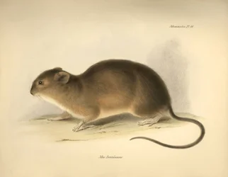 Zoologi: "Mus braziliensis" eller musen från Brasilien som beskrevs av Charles Darwin under hans upptäcktsresa ombord på Beagle. Plansch från "The Zoology of the voyage of H.M.S. Beagle under befäl av kapten Fitzroy under åren 1832 till 1836 edi