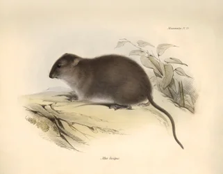Zoologi: "Mus fuscipes" eller gnagaren från den australiska kusten som beskrevs av Charles Darwin under hans upptäcktsresa ombord på Beagle. Plansch från "The Zoology of the voyage of H.M.S. Beagle under befäl av kapten Fitzroy under åren 1832 till