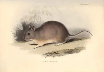 Zoologi: "Reithrodon Cuniculoides" eller gnagaren som beskrevs av Charles Darwin under hans upptäcktsresa ombord på Beagle. Plansch från "The Zoology of the voyage of H.M.S. Beagle under befäl av kapten Fitzroy under åren 1832 till 1836 edited