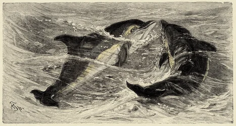 Zoologi: Delfiner (delphinus delphis) beskrivna och illustrerade av Carlo Vogt och Federico Specht i "Natural history illustree: mammals" 1884