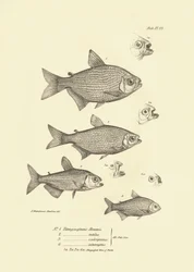 Zoologi: avbildning av fisken "Tetragonopterus Abramis, rutilus, scabripinnis, interruptus" som beskrevs av Charles Darwin under hans resa ombord på Beagle. Plansch från "The zoology of the voyage of H.M.S. Beagle under the command of Captaain Fitzroy dur