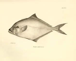 Zoologi: avbildning av fisken "Paropsis signata" som beskrevs av Charles Darwin under hans resa ombord på Beagle. Plansch från "The zoology of the voyage of H.M.S. Beagle under the command of Captaain Fitzroy during the years 1832-1836"
