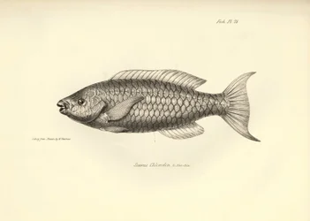 Zoologi: avbildning av fisken "Scarus Chlorodon" som beskrevs av Charles Darwin under hans resa ombord på Beagle. Plansch från "The zoology of the voyage of H.M.S. Beagle under the command of Captaain Fitzroy during the years 1832-1836"