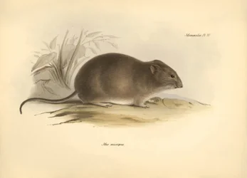 Zoologi: "Mus micropus" eller Grand-A-ears-musen beskrevs av Charles Darwin under hans upptäcktsresa ombord på Beagle. Plansch från "The Zoology of the voyage of H.M.S. Beagle under the command of Captain Fitzroy during the years 1832 to 1836 edited