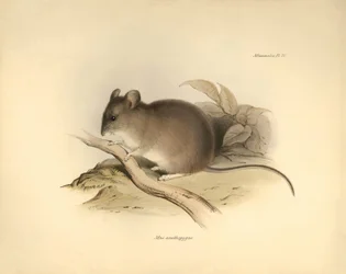 Zoologi: "Mus xanthopygus" eller xanthopygusmusen beskrevs av Charles Darwin under hans upptäcktsresa ombord på Beagle. Plansch från "The Zoology of the voyage of H.M.S. Beagle under befäl av kapten Fitzroy under åren 1832 till 1836 e