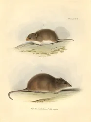 Zoologi: "Mus xanthorhinus" eller fältråtta och "Mus nasutus" beskrevs av Charles Darwin under hans upptäcktsresa ombord på Beagle. Plansch från "The Zoology of the voyage of H.M.S. Beagle under befäl av kapten Fitzroy under åren 1832 t