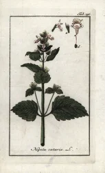 kattmynta eller kattmynta eller kattmynta (Nepeta cataria). Litografi från "Afbeelding der Artseny-Gewassen" av Johannes Zorn (1739-1799), Nederländerna
