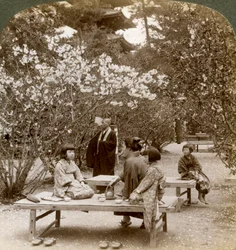 En familj som njuter av en picknick under körsbärsblommorna, Omuro Gosho, Kyoto, Japan, 1904.