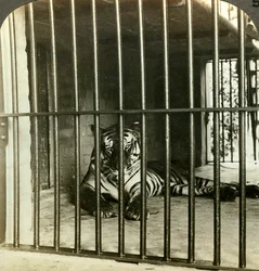 Infångad människoätande tiger som fick skulden för 200 dödsfall, Calcutta, Indien, omkring 1903