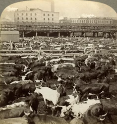 Boskap, Great Union Stock Yards, Chicago, Illinois, USA.