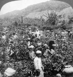 Kaffeplockning på Sir Thomas Liptons egendom, Dambutenne, Sri Lanka, 1903.