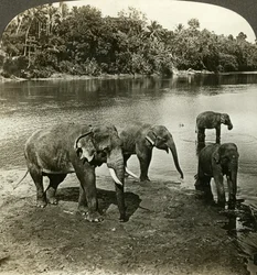 Elefanter, Sri Lanka Ceylon.