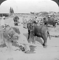 Elefanter som arbetar i en timmergård, Indien, c1900-talet.