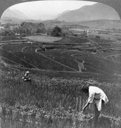 Fertila risfält i den gamla kratern i Aso-San, Japan, 1904.