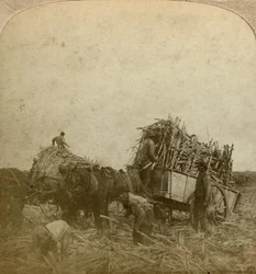 Laddar sockerrör, sockerplantage, Louisiana, USA.