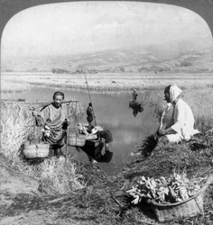 Men gathering rushes near Suzukawa, Fujiyama, Japan, 1904.