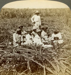 På La Union sockerplantage, San Luis, Santiago-provinsen, Kuba, 1899.