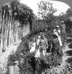 Tamilska kvinnor plockar te på Sir Thomas Liptons egendom, Polgahawela, Sri Lanka, 1903.