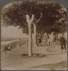 Vägen till pyramiderna, Egypten, 1896.