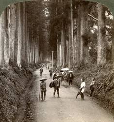 Dungarna var Guds första tempel, avenyn med ädla kryptomerier i Nikko, Japan, 1904