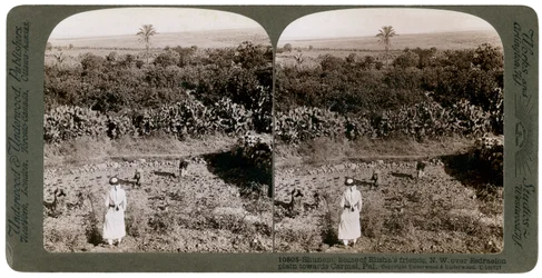 Den nordvästliga utsikten från Shunem, över Esdraelonslätten, mot Carmel, 1900-talet.