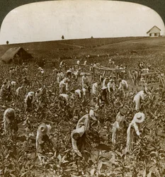 Tobaksfält, Montpeller, Jamaica, 1900.