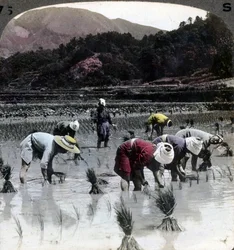 Transplantering av ris i ett risfält, Japan, 1904.