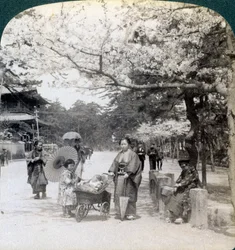 Under körsbärsblommorna, med utsikt mot nordost längs huvudgatan i Shiba Park, Tokyo, Japan, 1904