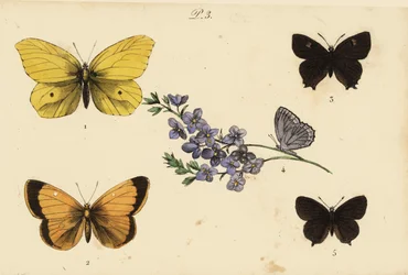 Vanlig svavel, Gonepteryx rhamni 1, grumlig gul, Colias croceus 2 brun hårstrimma, Thecla betulae 3, Meleagers blå, Polyommatus daphnis 4, och svart hårstrimma, Satyrium pruni 5
