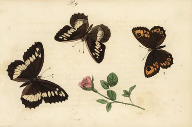 Storbandad harr, Brintesia circe 1, eremit, Chazara briseis 2 och storväggbrun, Lasiommata maera 3