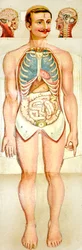 Human Anatomy utfällbar utbildningsmodell, c. 1895
