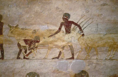 Procession med nötkreatur och gaseller, detalj från en gravväggmålning, egyptisk, Gamla till Mellersta kungariket (målad kalksten)