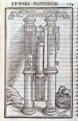 En Phagotus (Phagotus). Sida från Introduktion av Theseus Ambrosius Albonesius