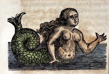 En siren, legendarisk gestalt - gravyr ur ett verk av Athanasius Kircher (1601 - 1680), jesuit, orientalist och tysk lärd
