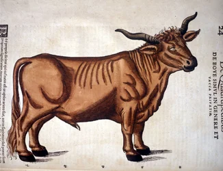 Ett nötkreatur ur Conrad Gessners "Historia Animalium", Tiguri 1560. Biblioteca Nazionale Braidense, Milano.