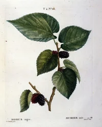 Ett svart mullbärsträd och dess frukter: botanisk plansch från 1800-talet