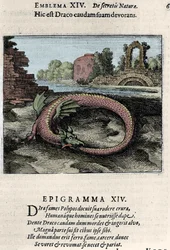 En drake som slår med svansen (eller Ouroboros (?)). Plansch ur den alkemiska avhandlingen "Atalanta fugiens hoc est Emblemata nova de secretis naturae chymica" av Michael Maier (1568-1622).