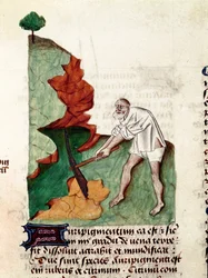 En guldsökarsida av manuskriptet ""Treats on herbs" (Tractatus de herbs) av Pedanius Dioscorides (Dioscorides) (40-90 AD) Lat.1152