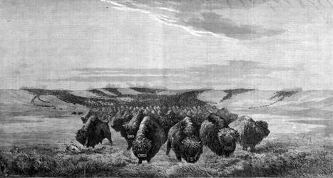 En enorm samling av bisonoxar korsar ängen i Missouri Valley