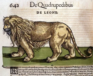 Ett lejon efter "History of Animals" av Conrad Gesner, Tiguri