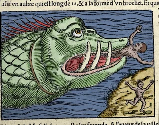 Ett marint monster slår en simmare nära Norges kust. Gravyr av Olaus Magnus (1490 - 1557), svensk religiös och geograf, "Historia de Gentis Septentrionalibus", Venedig