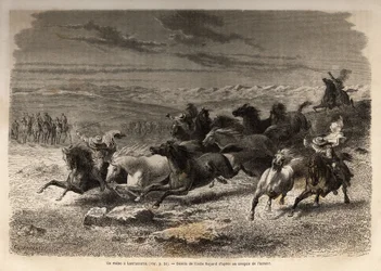 En rodeo i Lauramarca (Nedre Peru), fångst av vilda hästar, innan deras järnmärkning med initialerna för ägaren av regionen, betraktad som ett komplett skådespel, samlades många badauds. Gravyr för att illustrera resan i Quinquins dalar