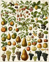 Jordbruk: Botanisk tavla som representerar ätbara frukter (körsbär, hallon, jordgubbar, blåbär, persika, aprikos, nötter, vindruvor, päron, hasselnöt, fikon, äpple, plommon...). Färglitografi.