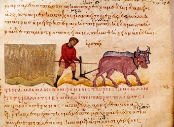 Jordbruk: plöjningsscen. Miniatyr från jakthandeln "" The Cynegetics "" av Oppian (Oppian eller Oppianus) från Syrien (3:e århundradet e.Kr.) tillägnad Caracalla. 1000-talets Venedig. Biblioteca Marciana