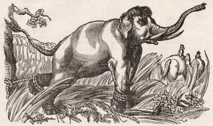 En elefant fångad i Savannan, Afrika