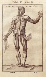 Anatomisk tavla som föreställer en man på baksidan. Gravyr i "" Anatomia Corporis Humani "" av Juan Valverde De Amusco (1525-1588). Barcelona. Biblioteca de Catalunya (Kataloniens nationalbibliotek, Barcelona).